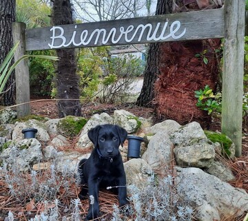 ANIMAUX ADMIS DANS CERTAINS LOCATIFS ANIMAUX ADMIS DANS CERTAINS LOCATIFS