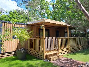 BUDDLEIA N°19 - Nouveauté 2025 PREMIUM PLUS