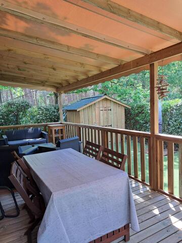 BUDDLEIA N°19 - Nouveauté 2025 PREMIUM PLUS