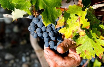 Le Médoc : entre vignobles et estuaire