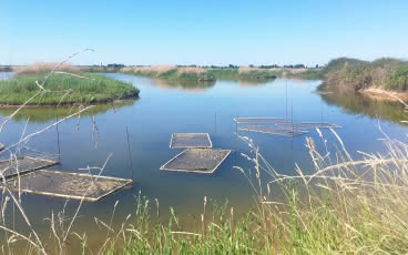 LES HUITRES DE GIRONDE