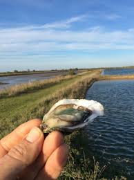 Un voyage authentique au cœur du Médoc avec la Ferme Eau Médoc et Échappées Belles