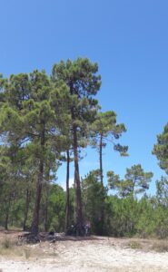 VELO AU BORD DU LAC D HOURTIN