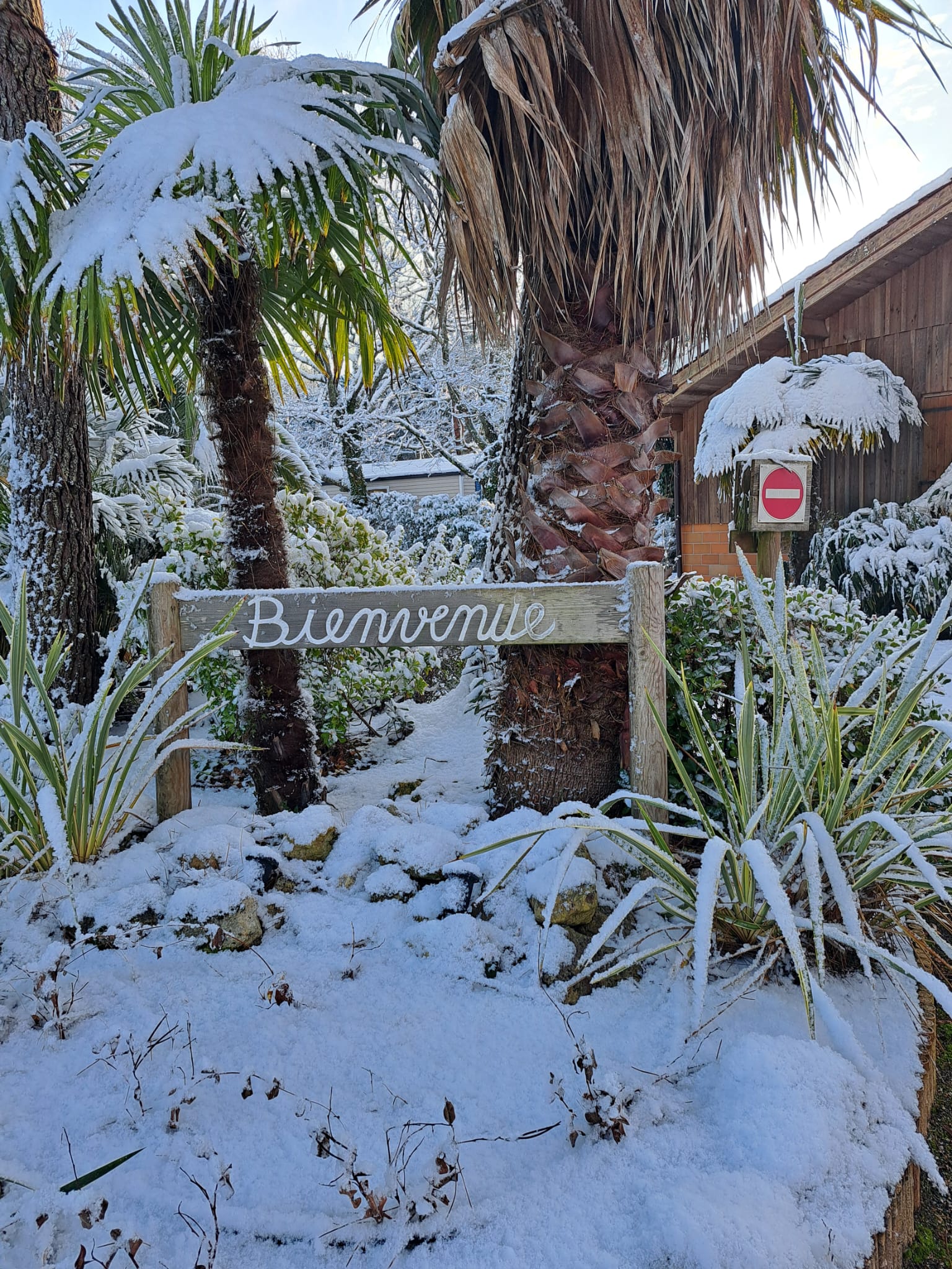 Panneau Bienvenue en bois sous la neige entouré de palmiers et de plantes dans un jardin hivernal.