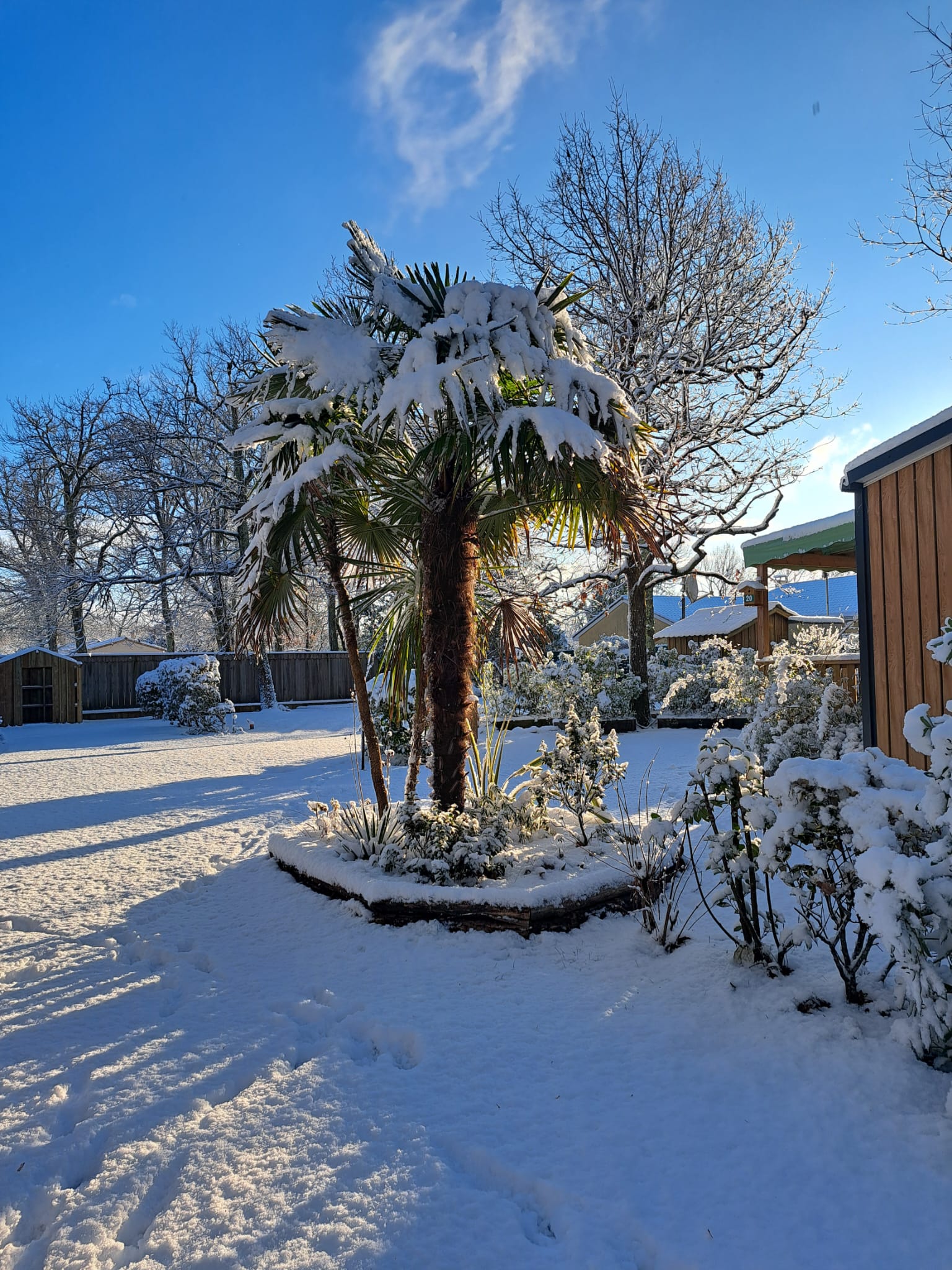 Palmier couvert de neige dans un jardin ensoleillé sous un ciel bleu avec des ombres allongées sur le sol blanc.