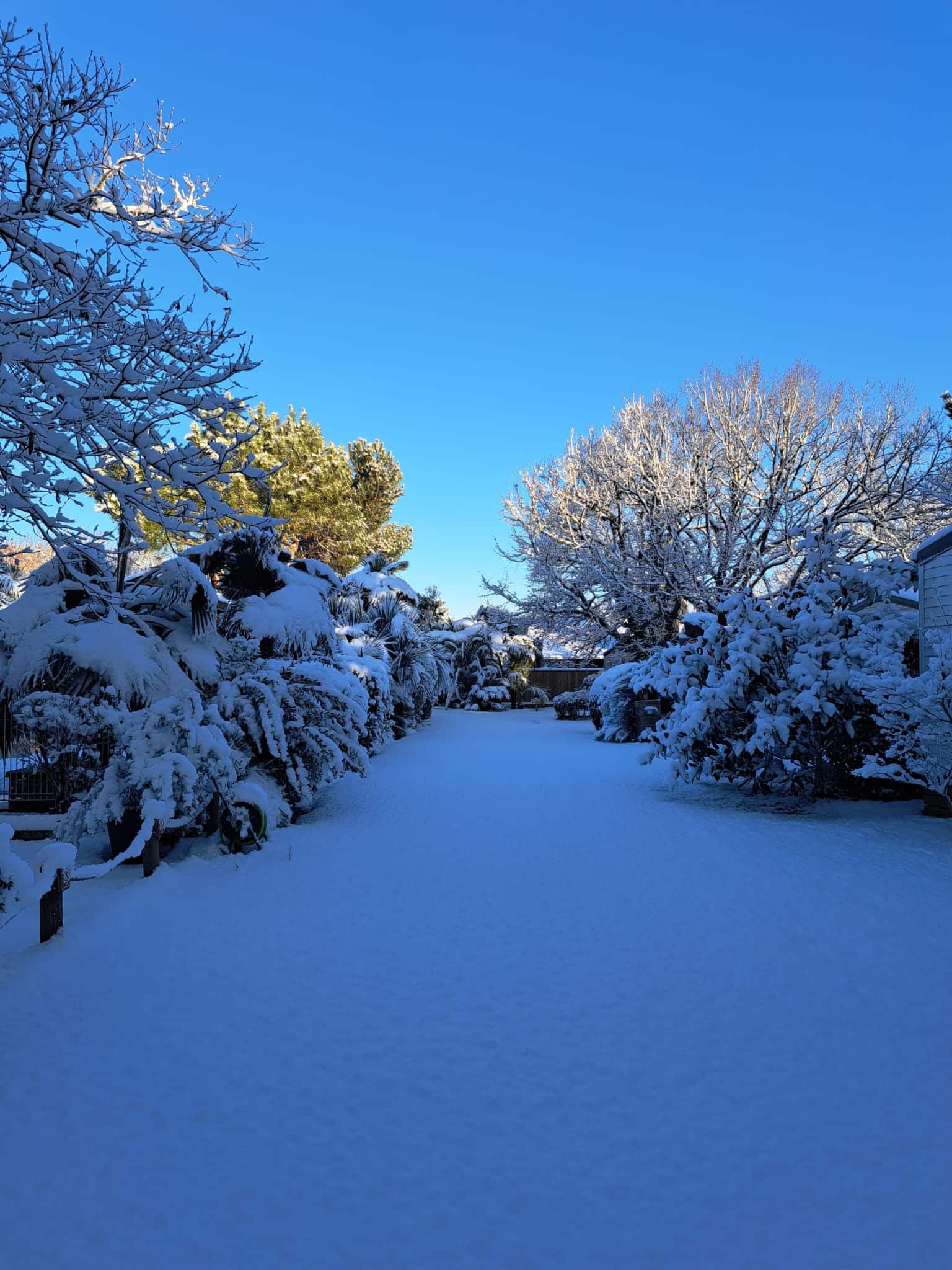 Allée enneigée bordée d'arbres et arbustes sous un ciel bleu vif. Paysage d'hiver calme et ensoleillé.