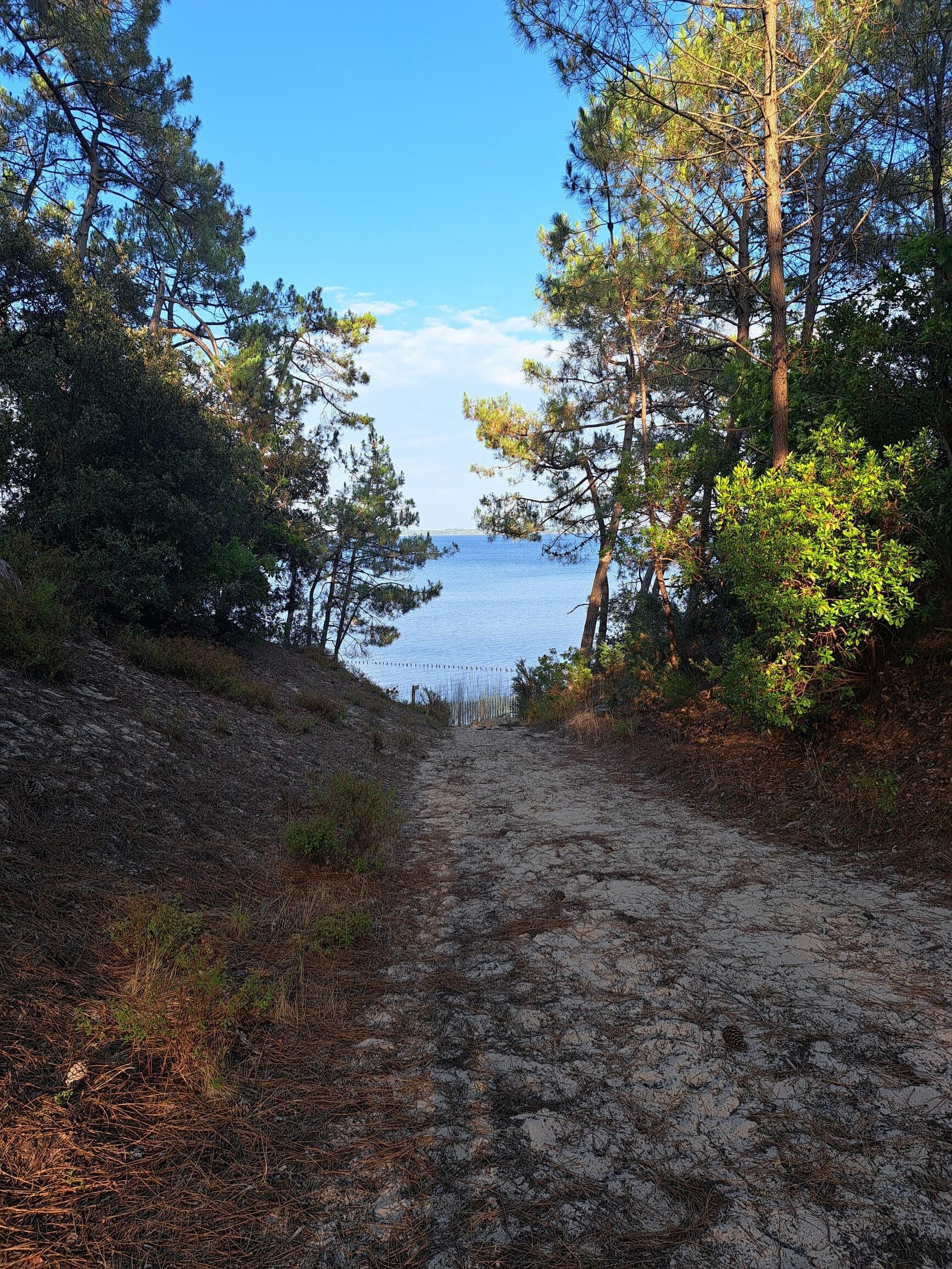 Sentier sablonneux bordé de pins maritimes menant à une baie calme sous un ciel bleu lumineux.